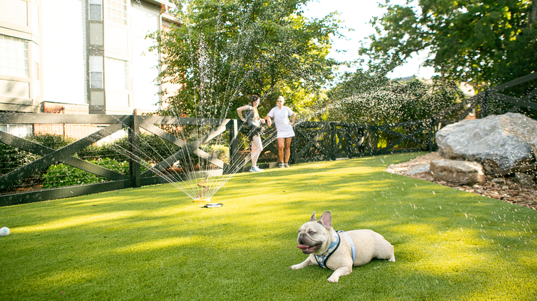 Fenced Dog Park with Turf