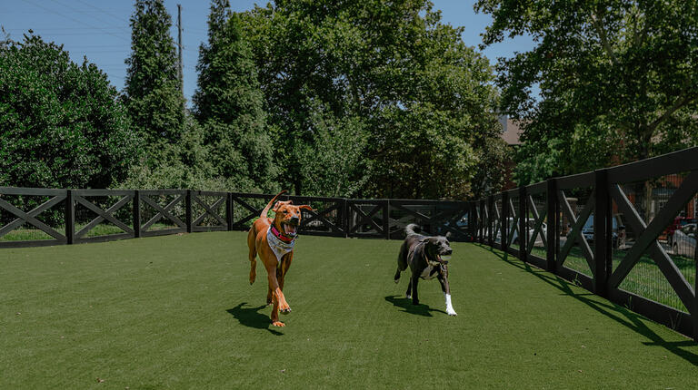 Dog park 